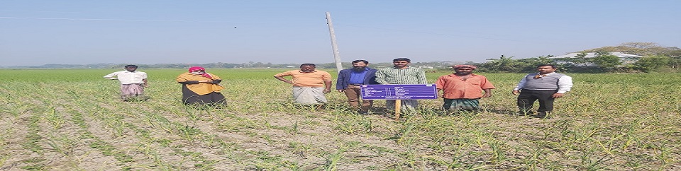 চীনা বাদাম প্রদর্শনী প্লট পরিদর্শন