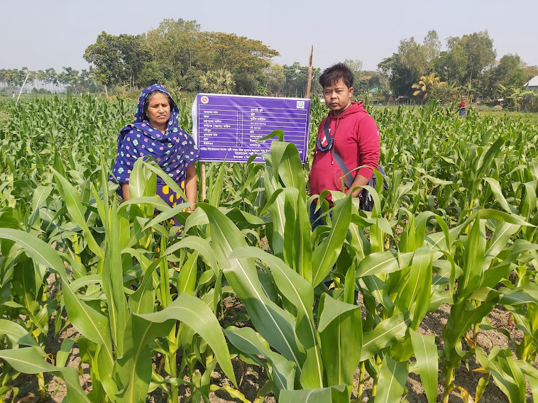 ভুট্টা ক্ষেতের প্রদর্শনী