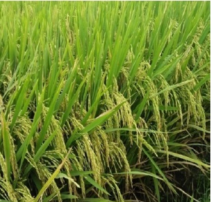 উদ্ভাবিত জাত/প্রযুক্তি