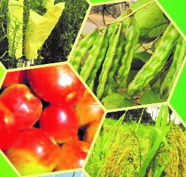গবেষণা