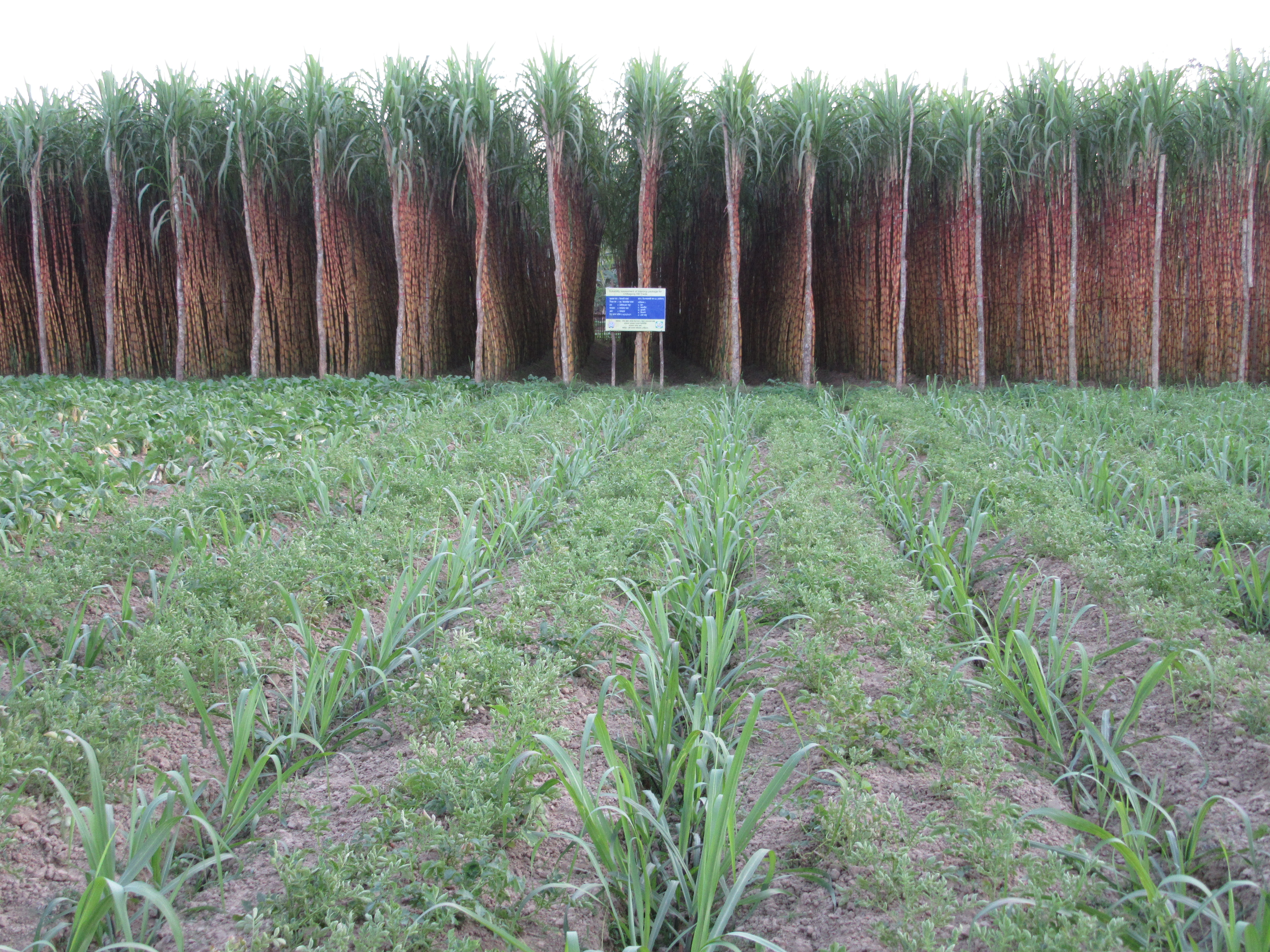 বিএসআরআই বান্দরবান উপকেন্দ্র