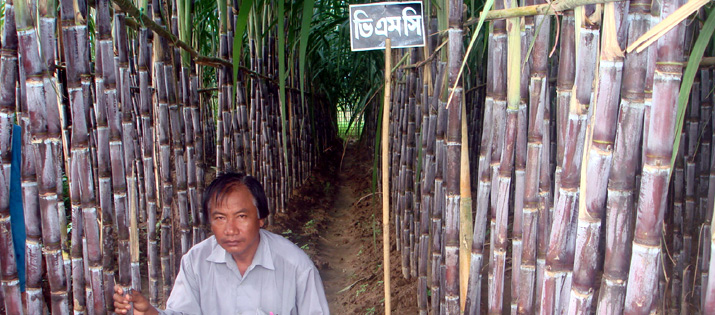 বান্দরবান এলাকায় ইক্ষু চাষ
