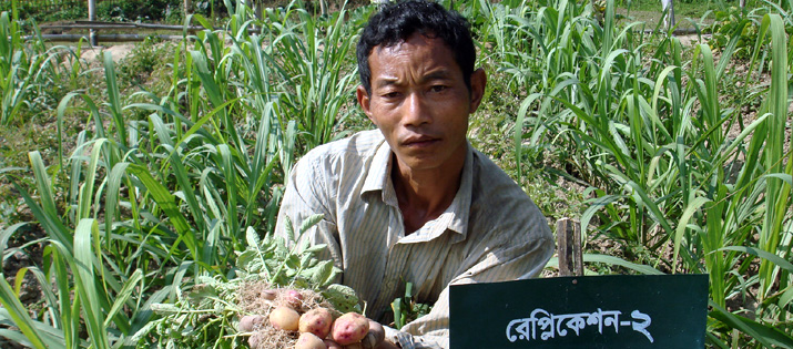 রাঙ্গামাটি এলাকায় ইক্ষু চাষ