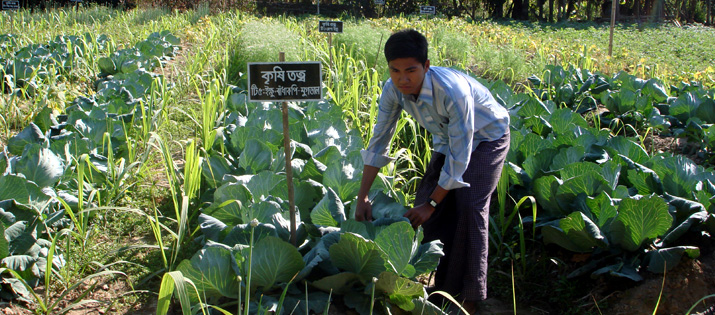 বান্দরবান এলাকায় ইক্ষু চাষ
