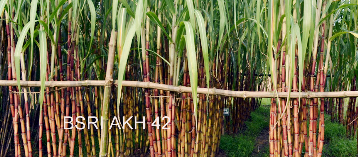 নতুন উদ্ভাবিত আখ জাত ,বিএসআরআই আখ ৪২