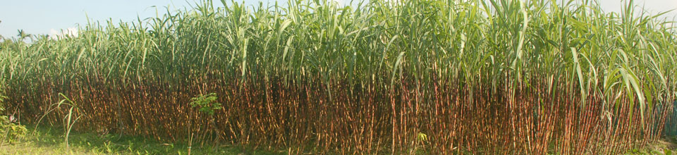 ব্যানার-১এম