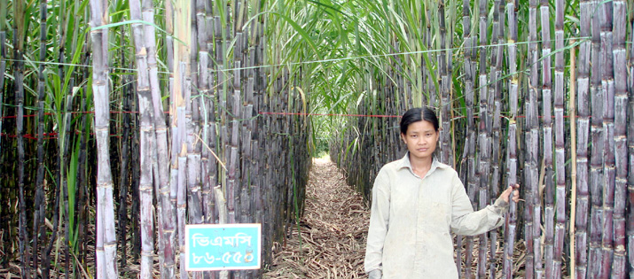 বান্দরবান এলাকায় ইক্ষু চাষ