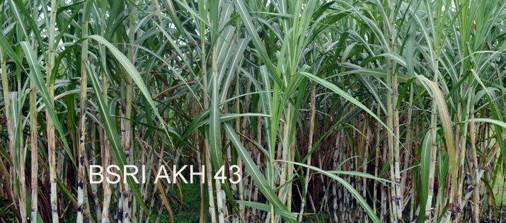 নতুন উদ্ভাবিত আখ জাত ,বিএসআরআই আখ ৪৩