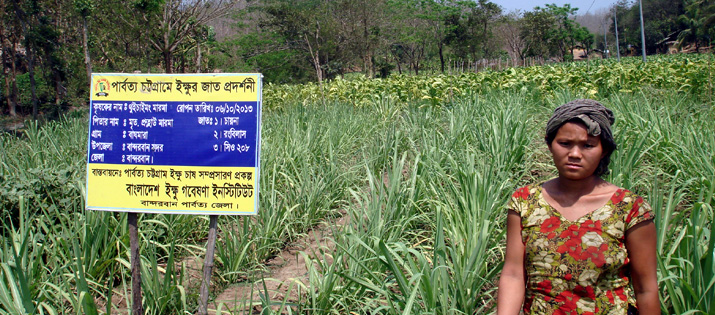 বান্দরবান এলাকায় ইক্ষু চাষ