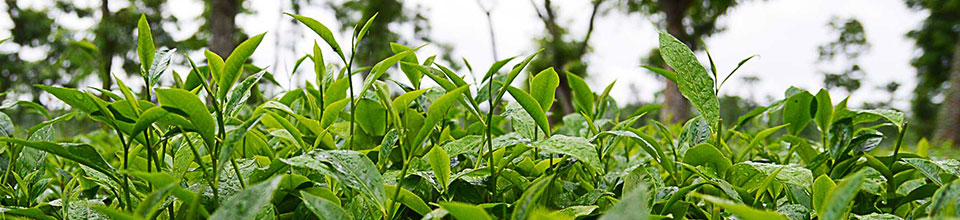 বিটিআরআই ব্যানার-৬