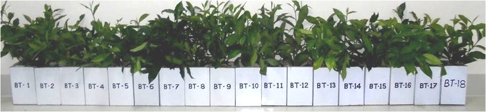 বিটিআরআই ব্যানার ২