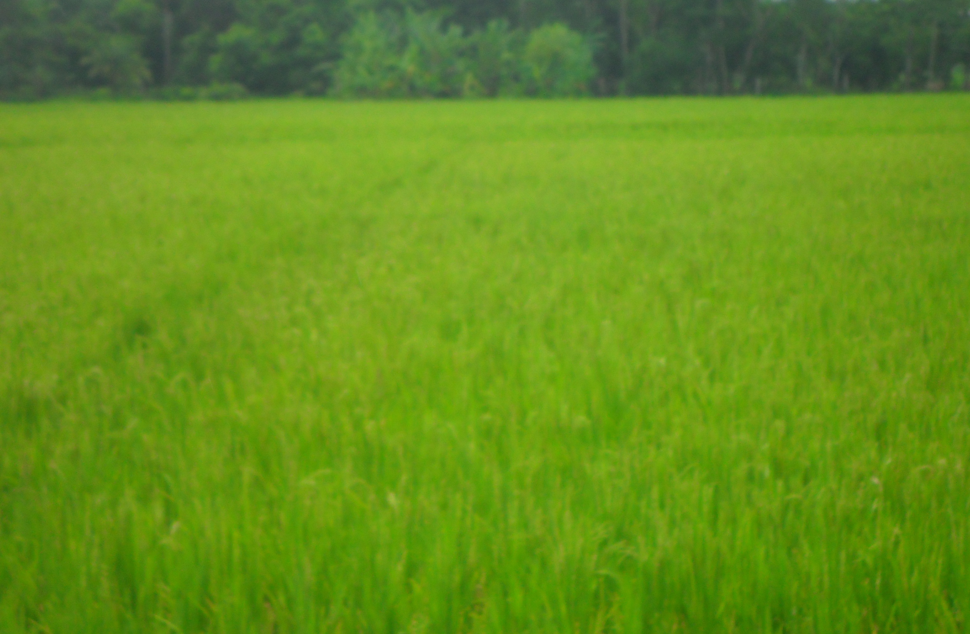কৃষি ও প্রানিসম্পদ