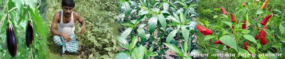 ইউনিয়ন এলাকার বিভিন্ন চাষাবাদ