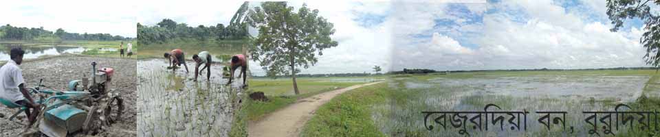 বুরুদিয়া ইউনিয়নের কৃষি বৈচিত্র