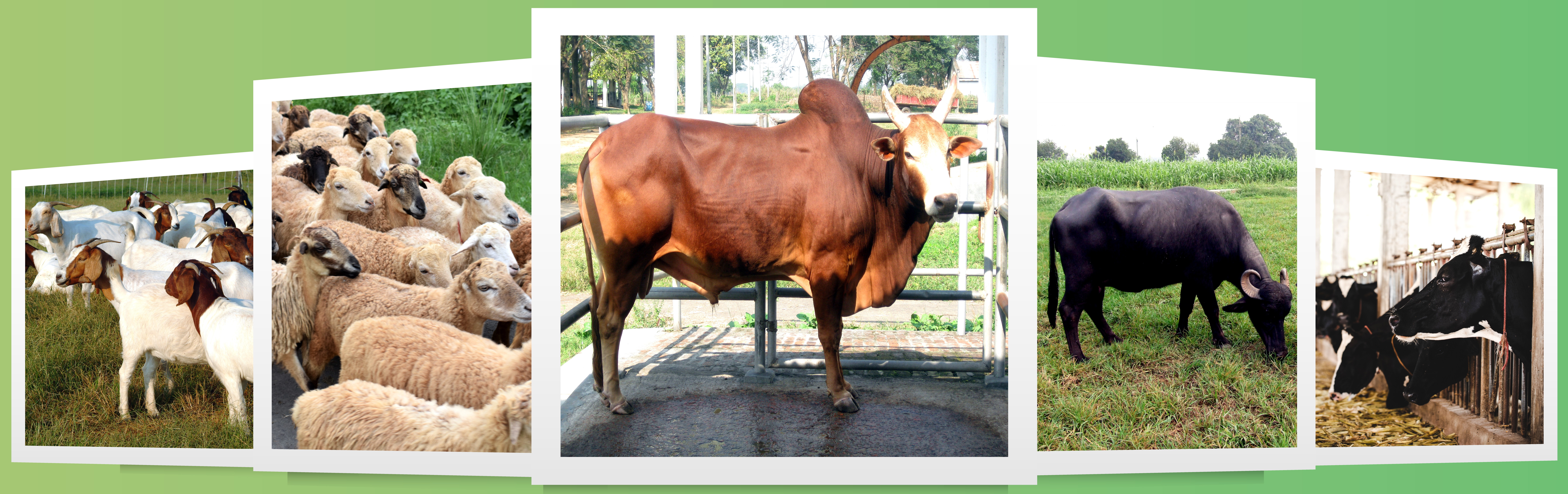 গরুছাগল