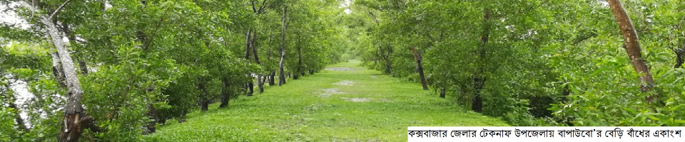 বাঁধে বনায়ন কাজ, টেকনাফ