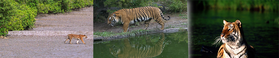 সুন্দরবনের বাঘের ব্যানার