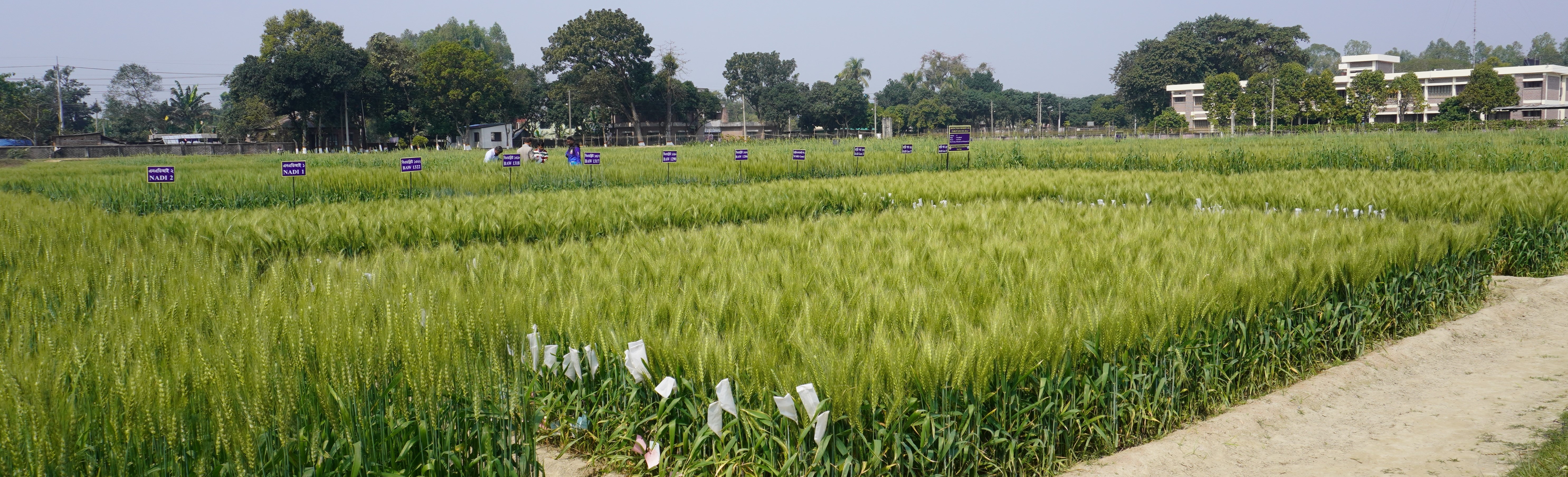বাংলাদেশ গম ও ভুট্টা গবেষণা ইনস্টিটিউটের গবেষণা মাঠের একাংশ ২০২১-২২