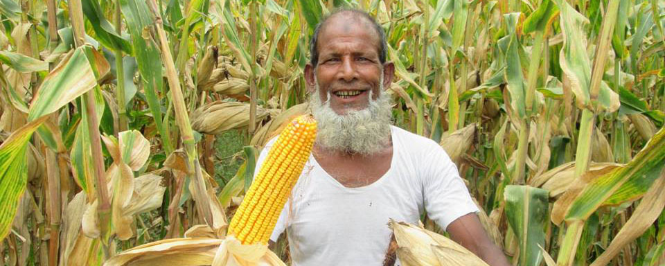 বাংলাদেশ গম ও ভুট্টা গবেষণা ইনস্টিটিউট