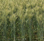 উদ্ভাবিত জাত/প্রযুক্তি