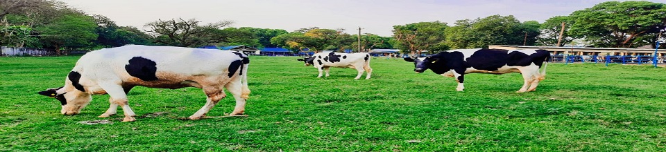 ফ্রিজিয়ান