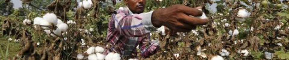 ব্যানার তুলা চাষ পদ্ধতি