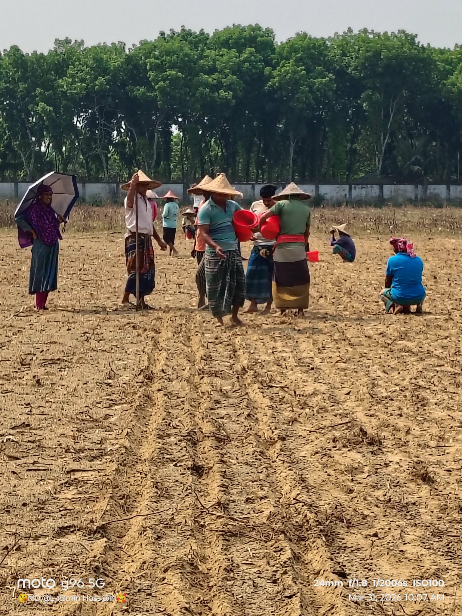 তুলার পরবর্তী ফসল হিসাবে বাদাম বপন