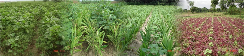 তুলার সাথী ফসল লালশাক, হলুদ ও মরিচ