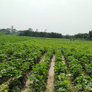 তুলা উন্নয়ন বোর্ড, রাজশাহী জোন