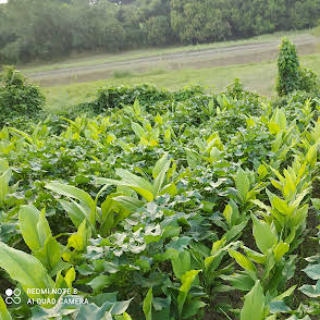 তুলার সাথী ফসল