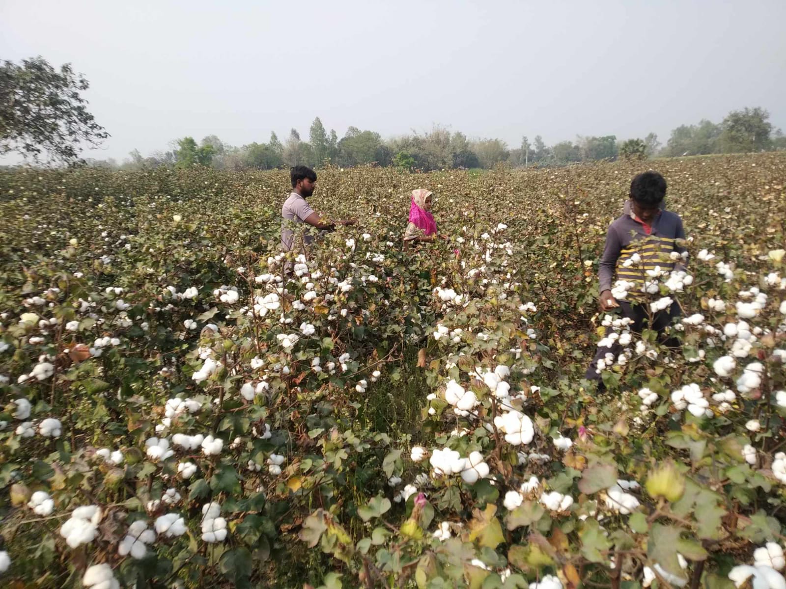 বীজতুলা উত্তোলন