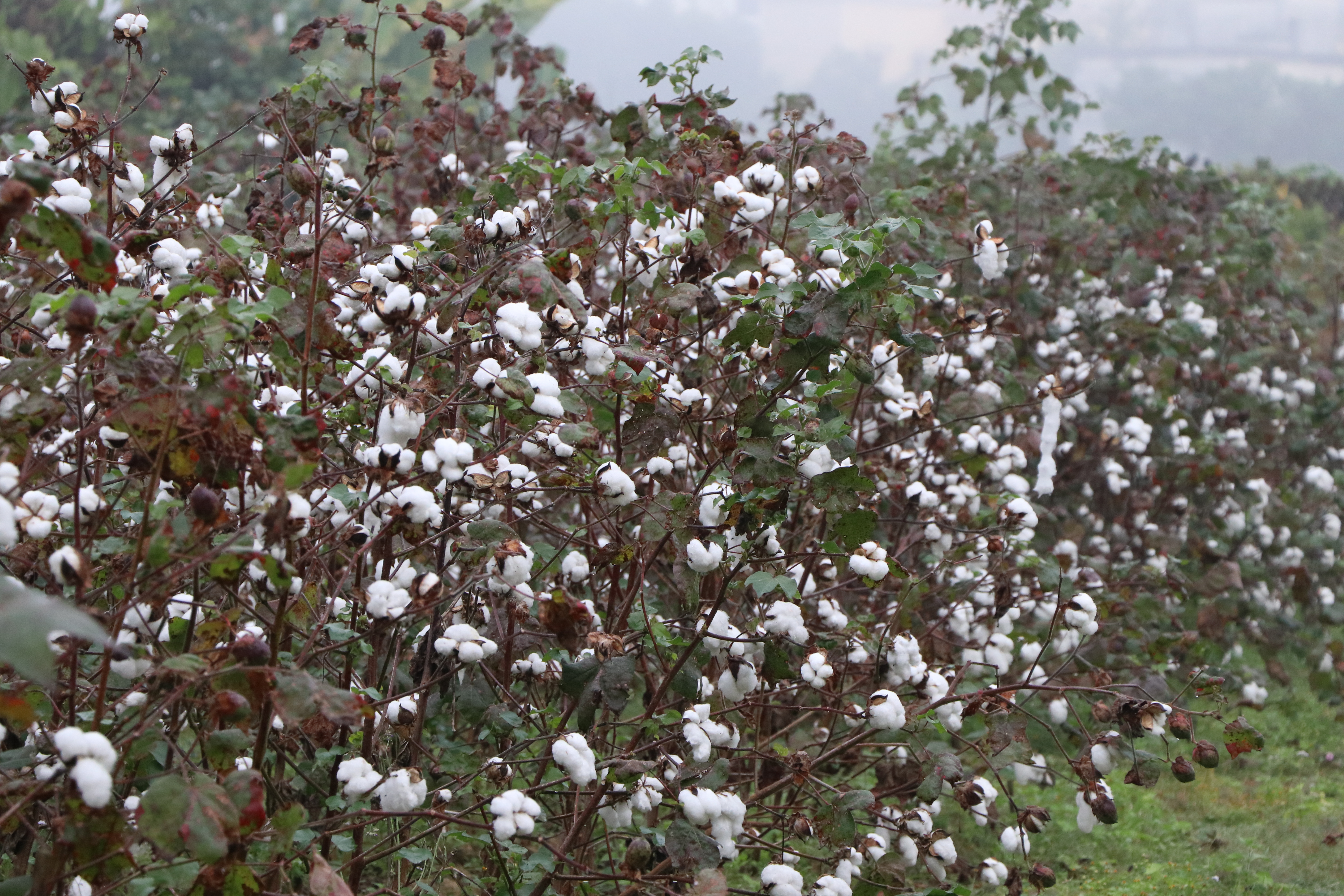 তুলা ফসলের মাঠ