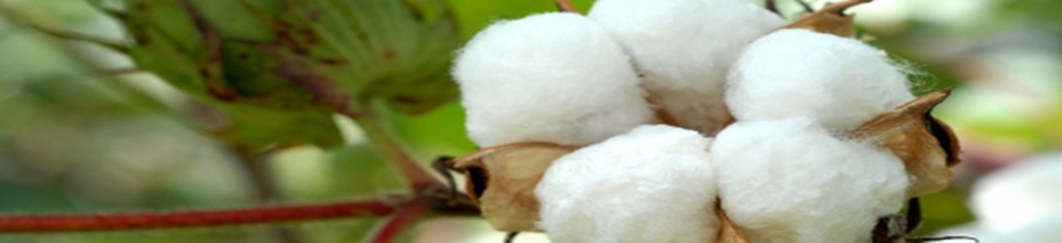 তুলার বোল