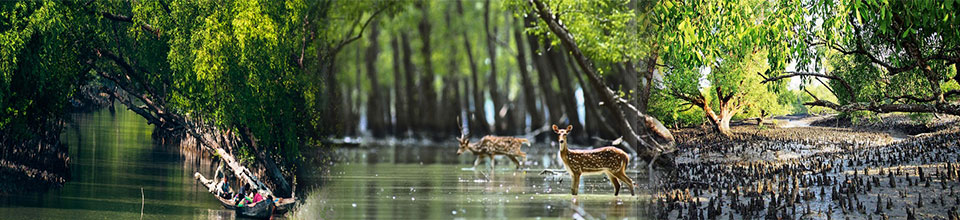 river scenery & deer