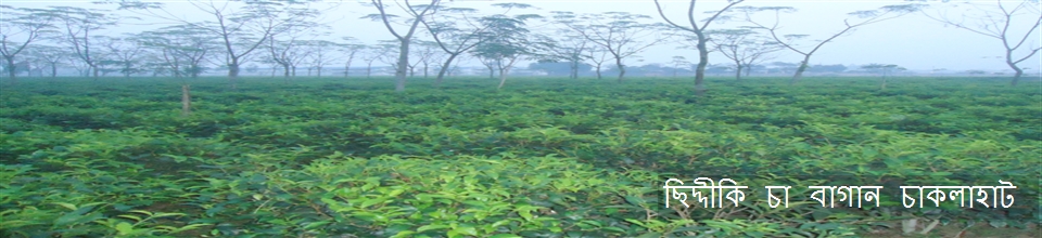 চা বাগান