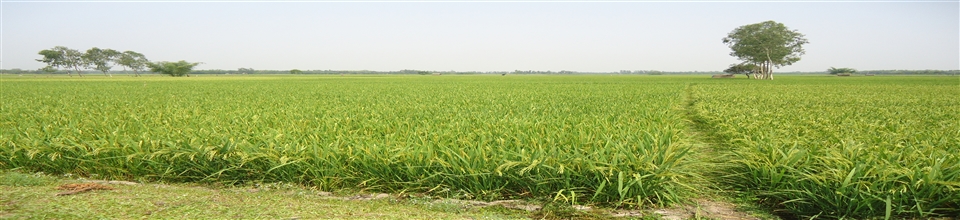 চাকলাহাট ইউনিয়ন