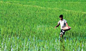 কৃষি ও প্রানী সম্পদ