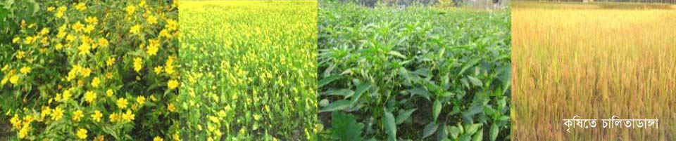 কৃষিতে চালিতাডাঙ্গা ইউনিয়ন