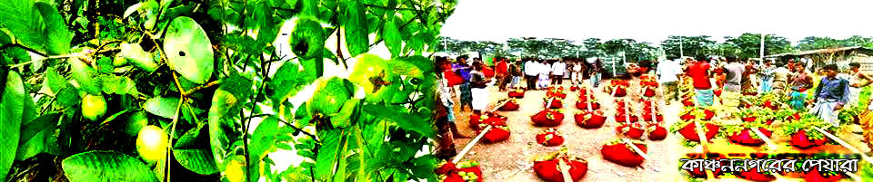 কাঞ্চনগরের পেয়ারা,চন্দনাইশ