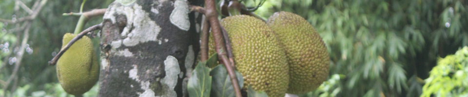 বারমাসী কাঠাল