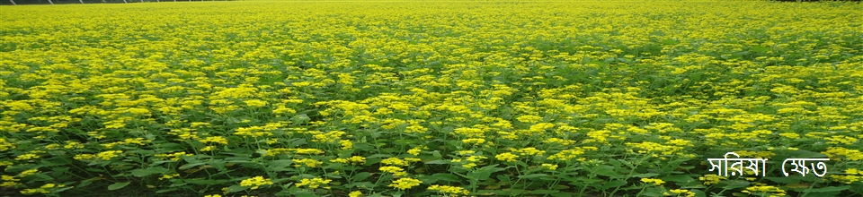 সরিষা ক্ষেত