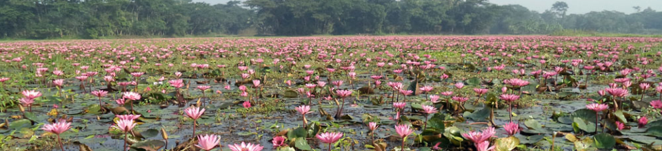 বিলে ফুটন্ত শাপলা