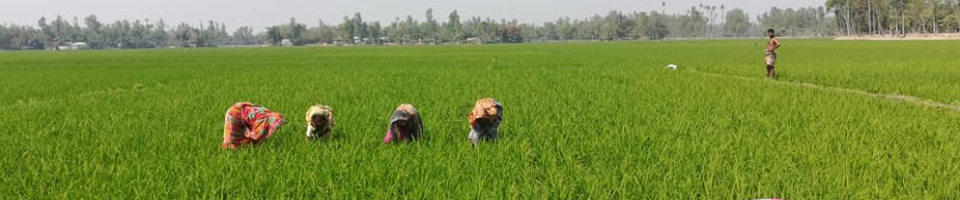 কৃষি কাজ