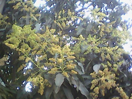 বিবিধ