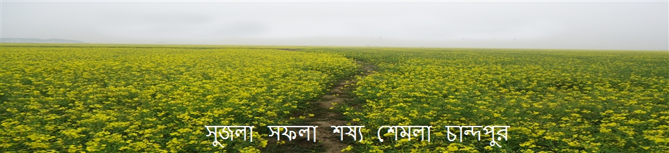 চান্দপুর হাওরে শরিষা চাষ