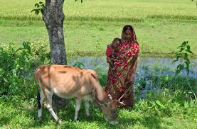 কৃষি ও প্রাণিসম্পদ