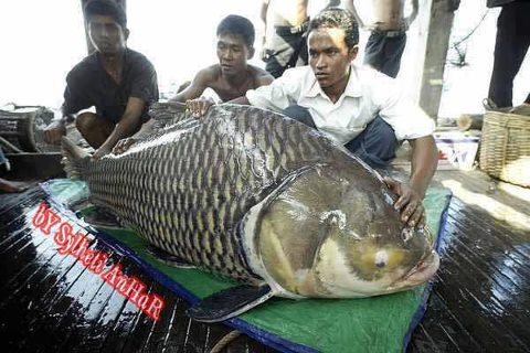 কৃষি ও প্রাণী সম্পদ