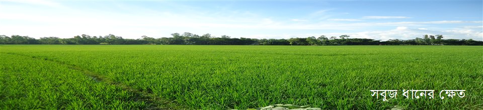 সবুজ ধানের ক্ষেত