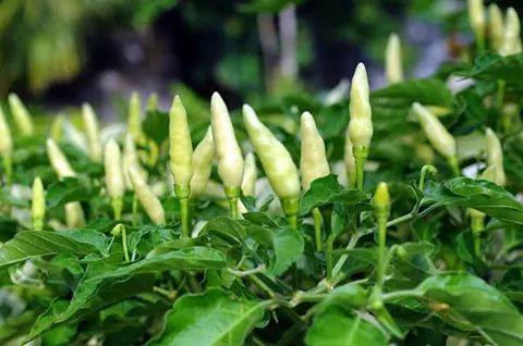 দাপ্তরিক পরামর্শ সেবা