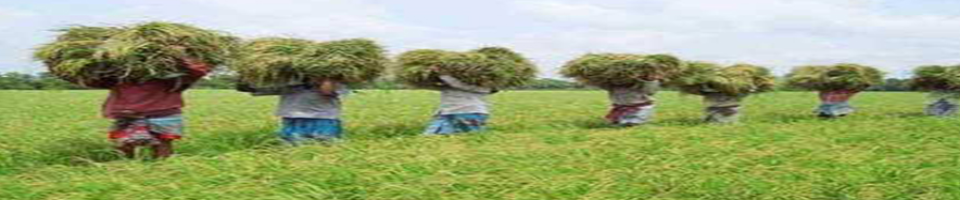 চরবাটা কৃষির চিত্র